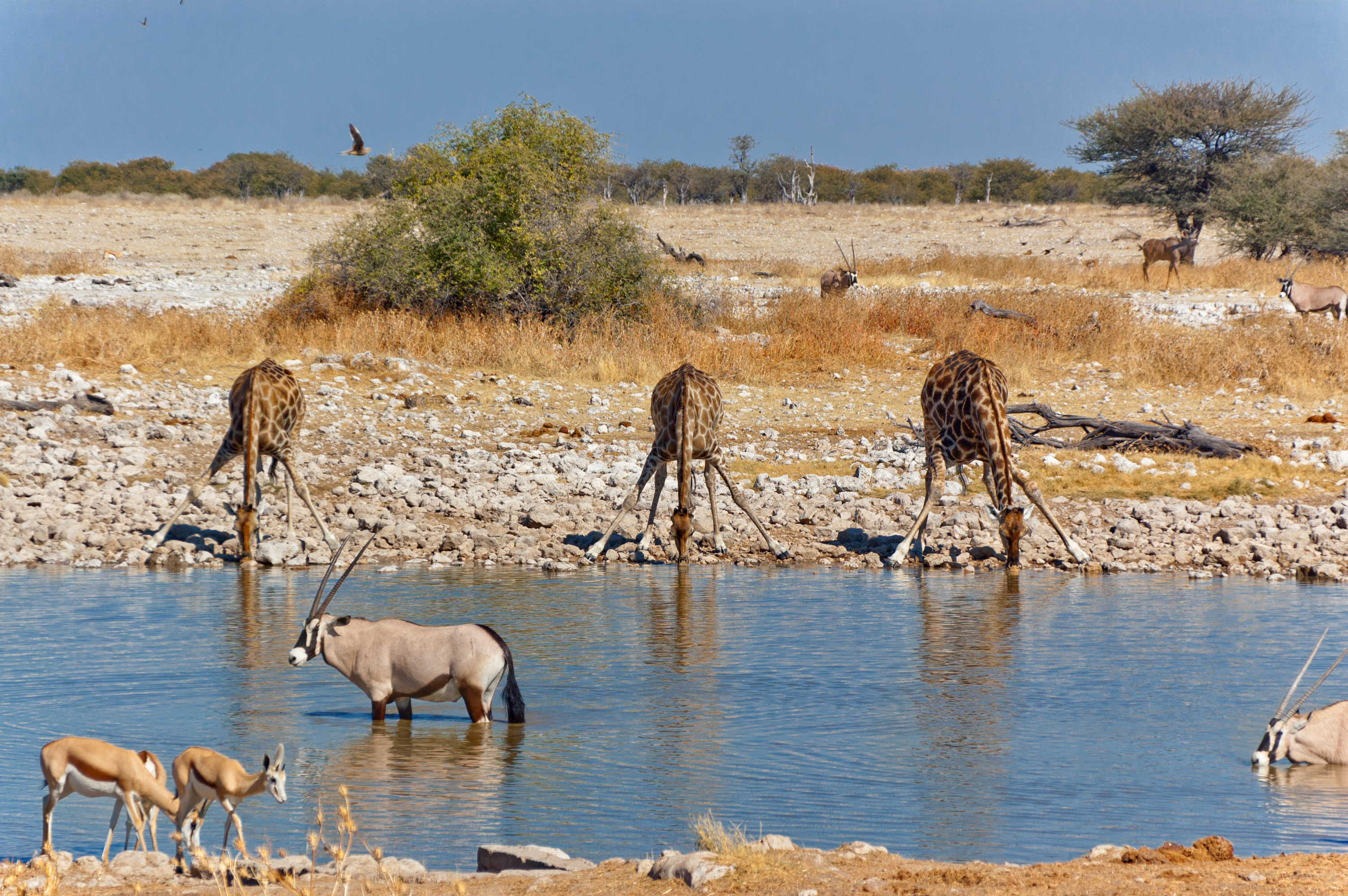 Namibia Classic Safari