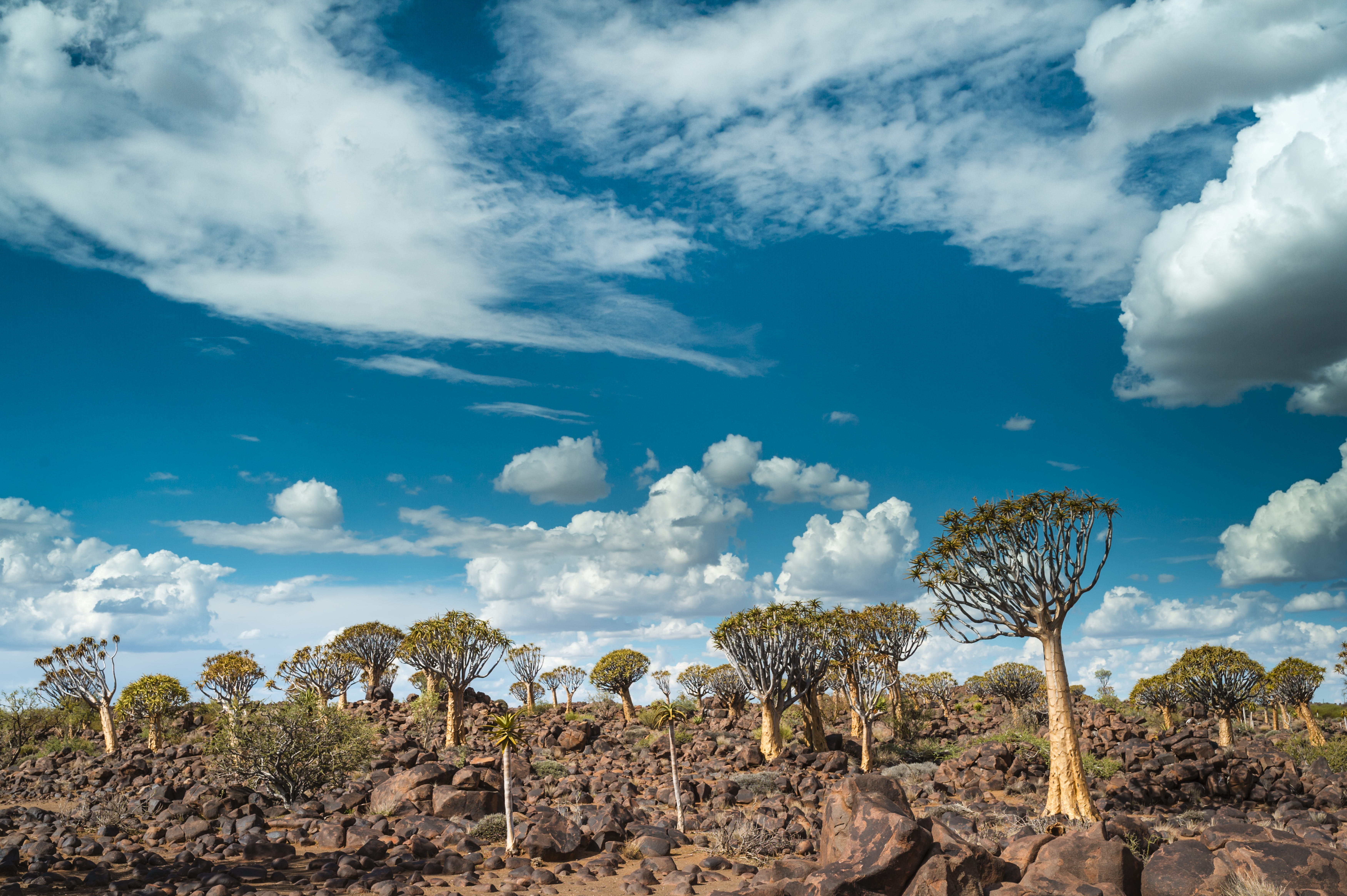 Namibia Desert & Wildlife Adventure